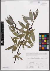 Foto von Salix daphnoides Vill.